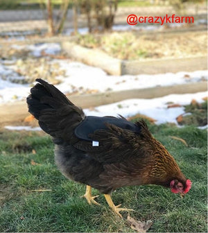 Hen Saver Chicken Saddle by Crazy K Farm, product photo 4 of 79