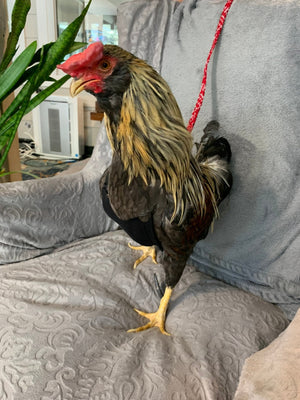 Hen Saver Chicken and Duck Harness by Crazy K Farm, product photo 3 of 12
