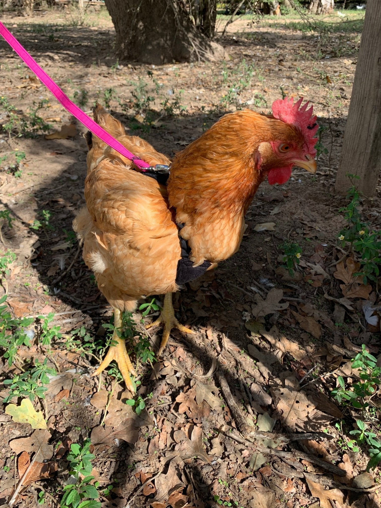 Hen Saver Chicken and Duck Harness by Crazy K Farm, product photo 5 of 12