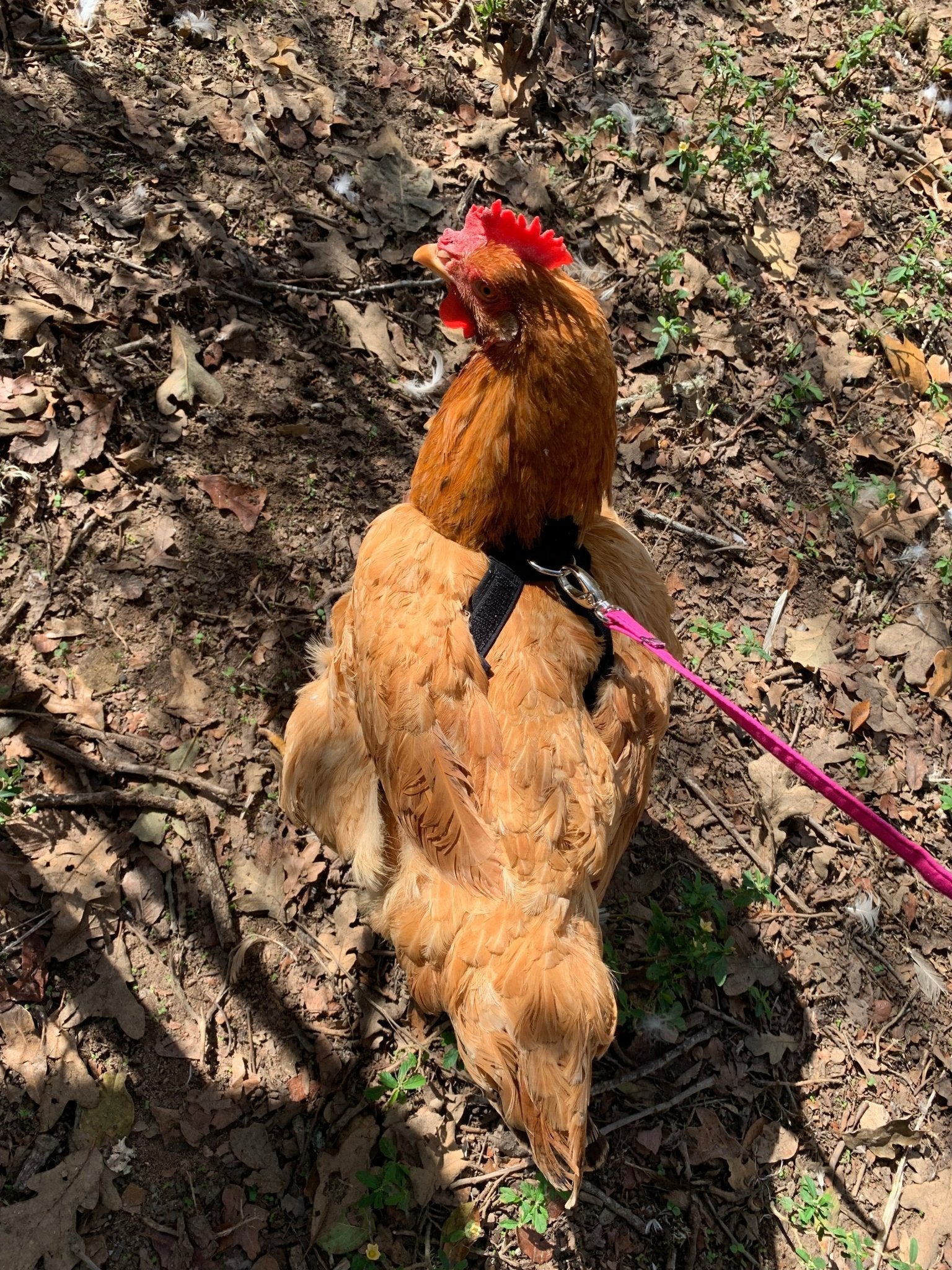 Hen Saver Chicken and Duck Harness by Crazy K Farm, product photo 4 of 12
