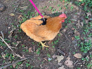 Hen Saver Chicken and Duck Harness by Crazy K Farm, product photo 1 of 12