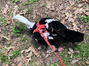 Hen Saver Chicken and Duck Harness by Crazy K Farm, product photo 6 of 12