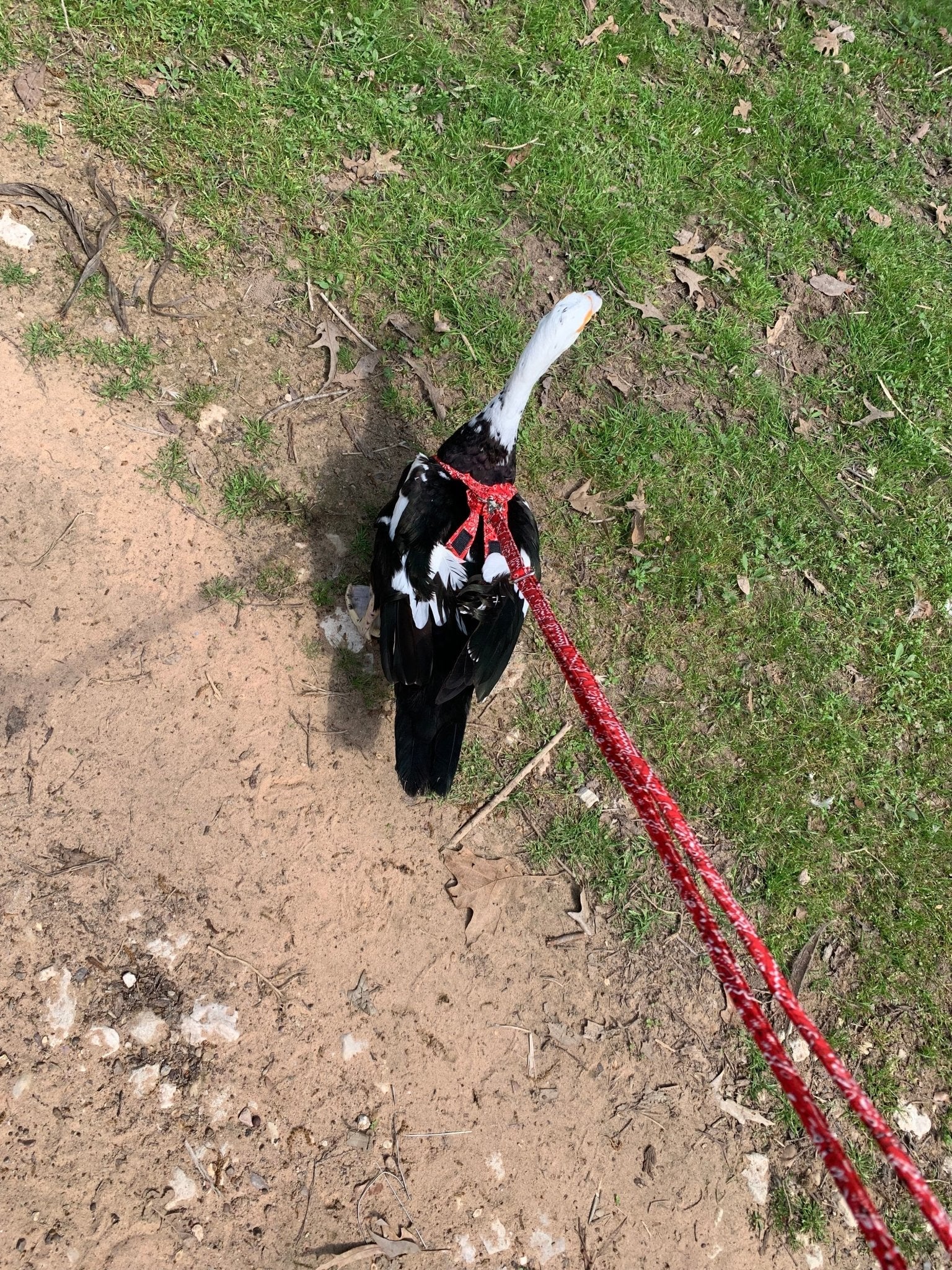 Hen Saver Chicken and Duck Harness by Crazy K Farm, product photo 12 of 12