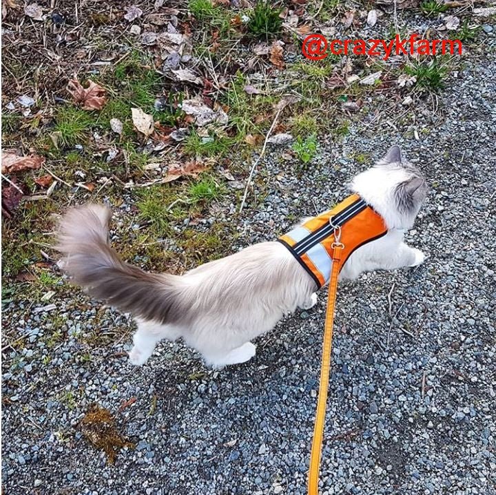 Holster Cotton Pet Leash by Crazy K Farm, product photo 14 of 29