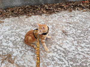 Holster Cotton Pet Leash by Crazy K Farm, product photo 16 of 29