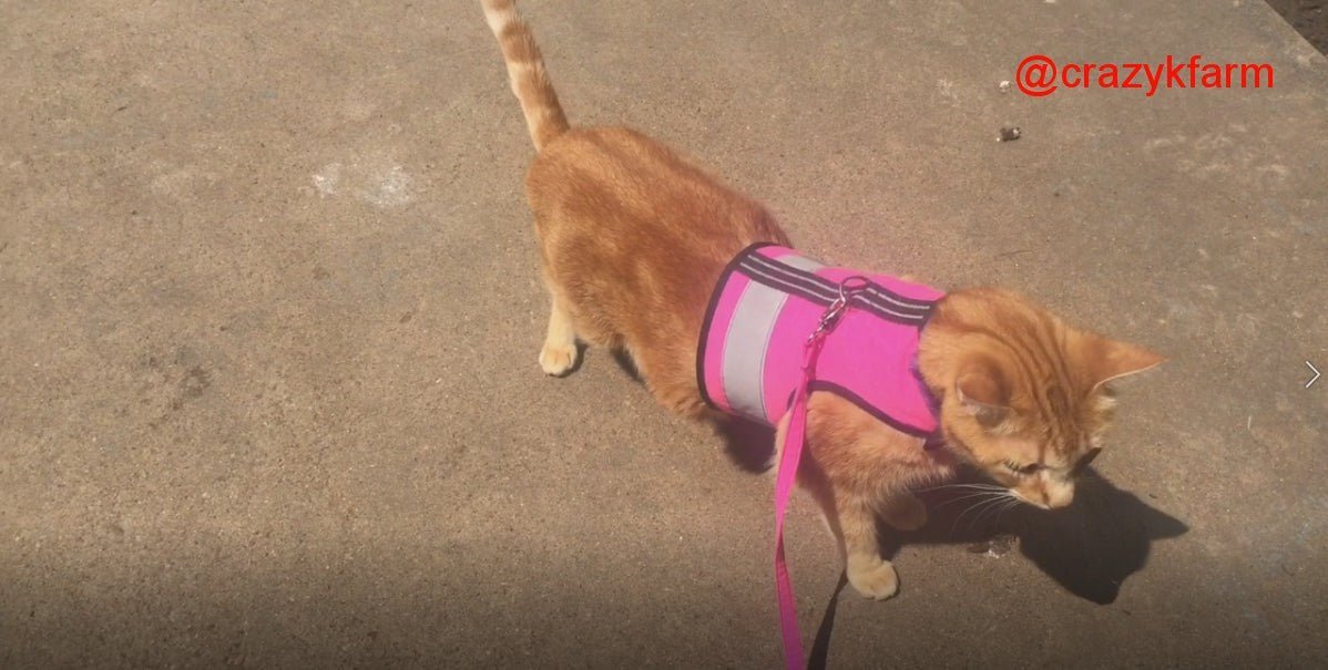 Holster Cotton Pet Leash by Crazy K Farm, product photo 15 of 29