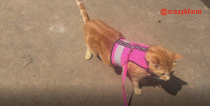 Holster Cotton Pet Leash by Crazy K Farm, product photo 15 of 29