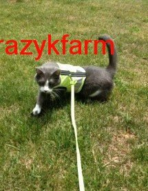 Holster Cotton Pet Leash by Crazy K Farm, product photo 19 of 29
