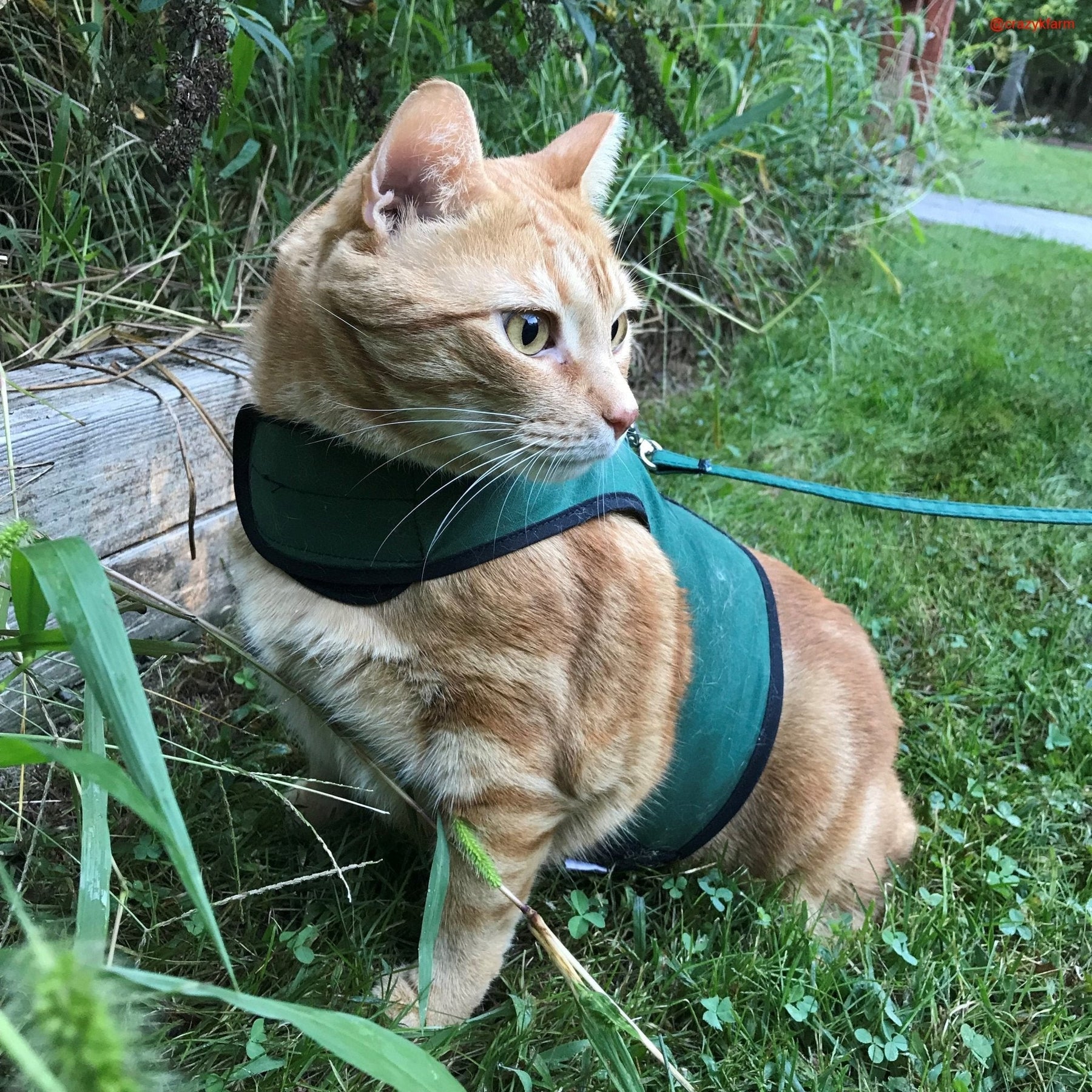 Holster Cotton Pet Leash by Crazy K Farm, product photo 12 of 29