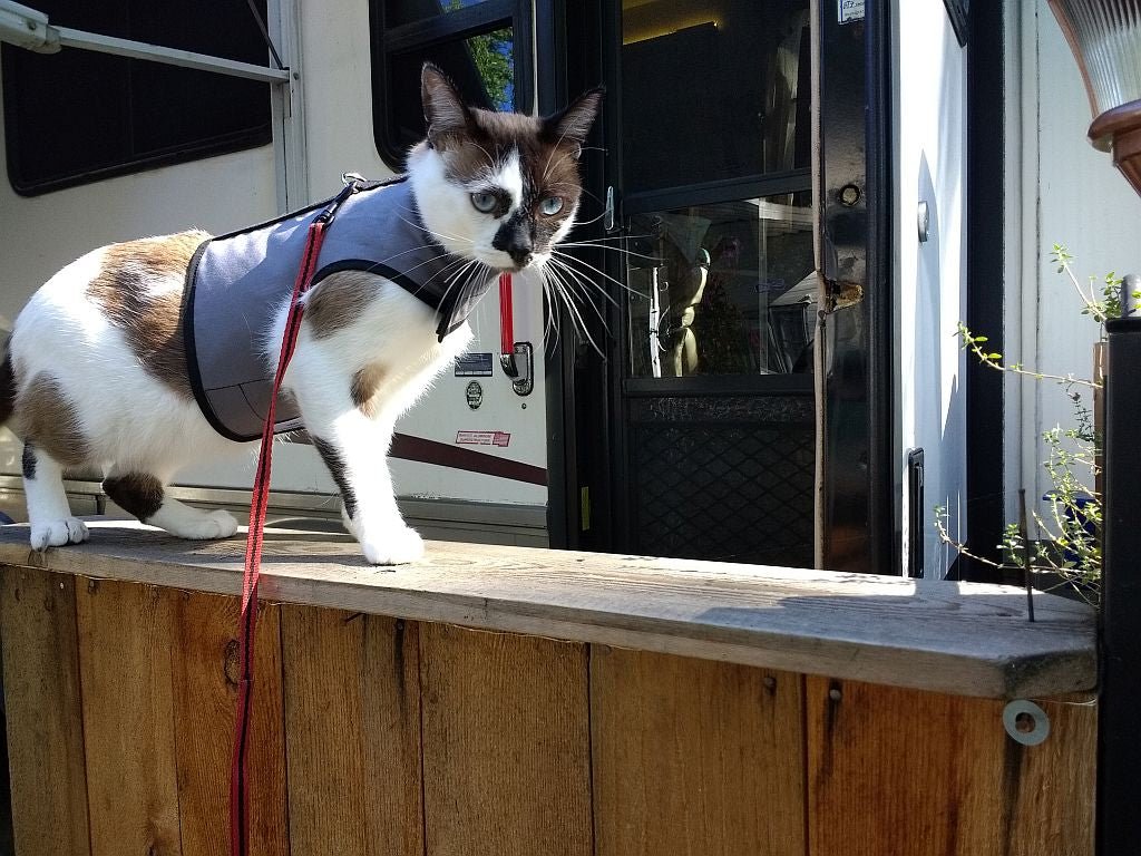 Kitty Holster Cat Harness by Crazy K Farm, product photo 19 of 49