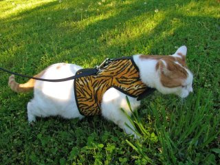 Kitty Holster Cat Harness by Crazy K Farm, product photo 15 of 49