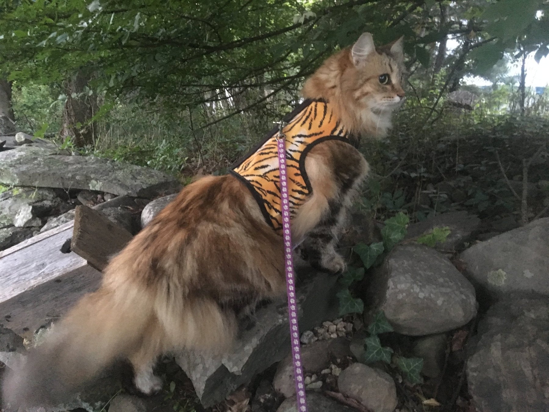 Kitty Holster Cat Harness by Crazy K Farm, product photo 21 of 49