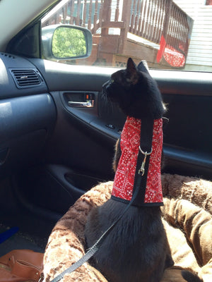 Kitty Holster Cat Harness by Crazy K Farm, product photo 24 of 49