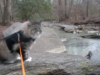 Kitty Holster Cat Harness by Crazy K Farm, product photo 31 of 49
