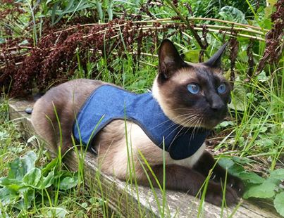 Kitty Holster Cat Harness by Crazy K Farm, product photo 32 of 49