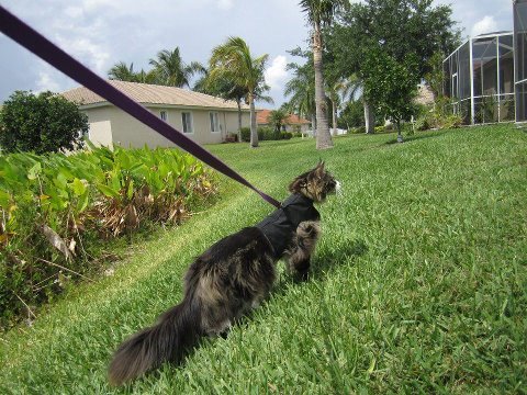 Kitty Holster Cat Harness by Crazy K Farm, product photo 14 of 49