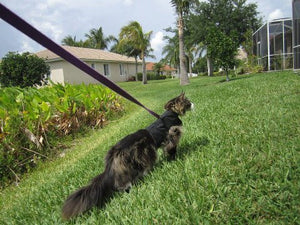 Kitty Holster Cat Harness by Crazy K Farm, product photo 14 of 49