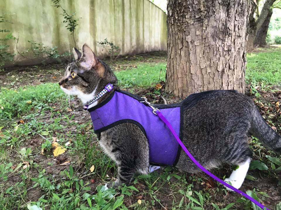 Kitty Holster Cat Harness by Crazy K Farm, product photo 12 of 49