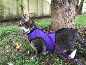 Kitty Holster Cat Harness by Crazy K Farm, product photo 12 of 49