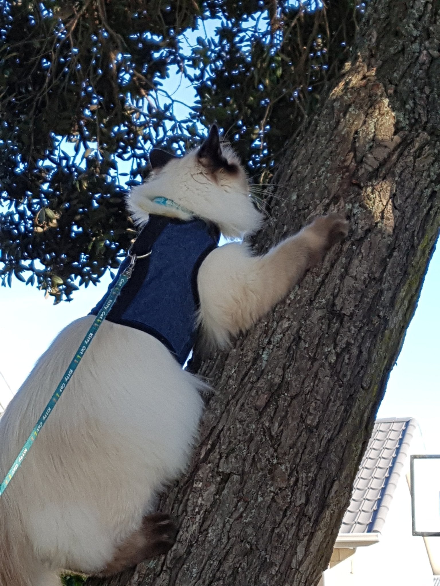 Kitty Holster Cat Harness by Crazy K Farm, product photo 22 of 49