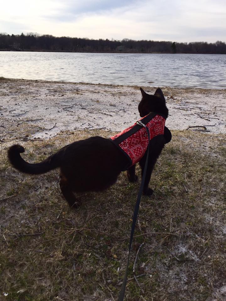 Kitty Holster Cat Harness by Crazy K Farm, product photo 33 of 49