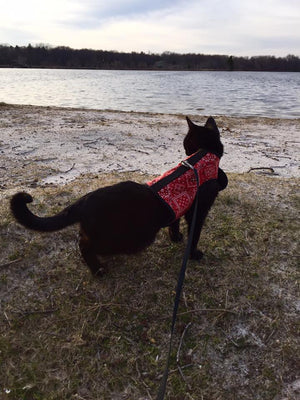 Kitty Holster Cat Harness by Crazy K Farm, product photo 33 of 49
