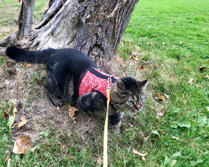 Kitty Holster Cat Harness by Crazy K Farm, product photo 20 of 49