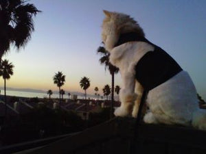 Kitty Holster Cat Harness by Crazy K Farm, product photo 17 of 49