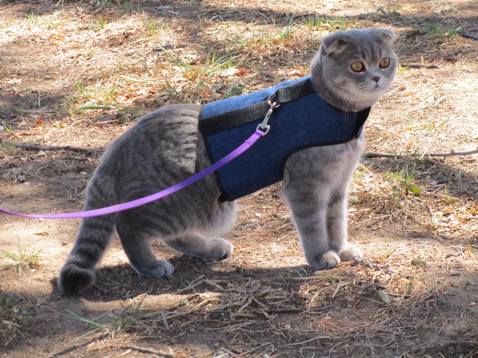 Kitty Holster Cat Harness by Crazy K Farm, product photo 29 of 49