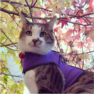 Kitty Holster Cat Harness by Crazy K Farm, product photo 11 of 49