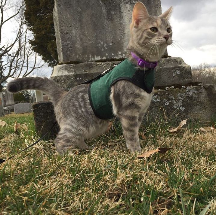 Kitty Holster Cat Harness by Crazy K Farm, product photo 9 of 49