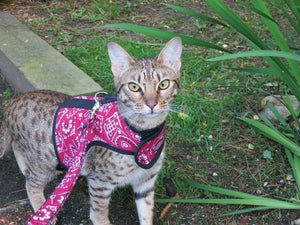 Kitty Holster Cat Harness by Crazy K Farm, product photo 13 of 49