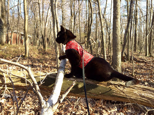 Kitty Holster Cat Harness by Crazy K Farm, product photo 2 of 49