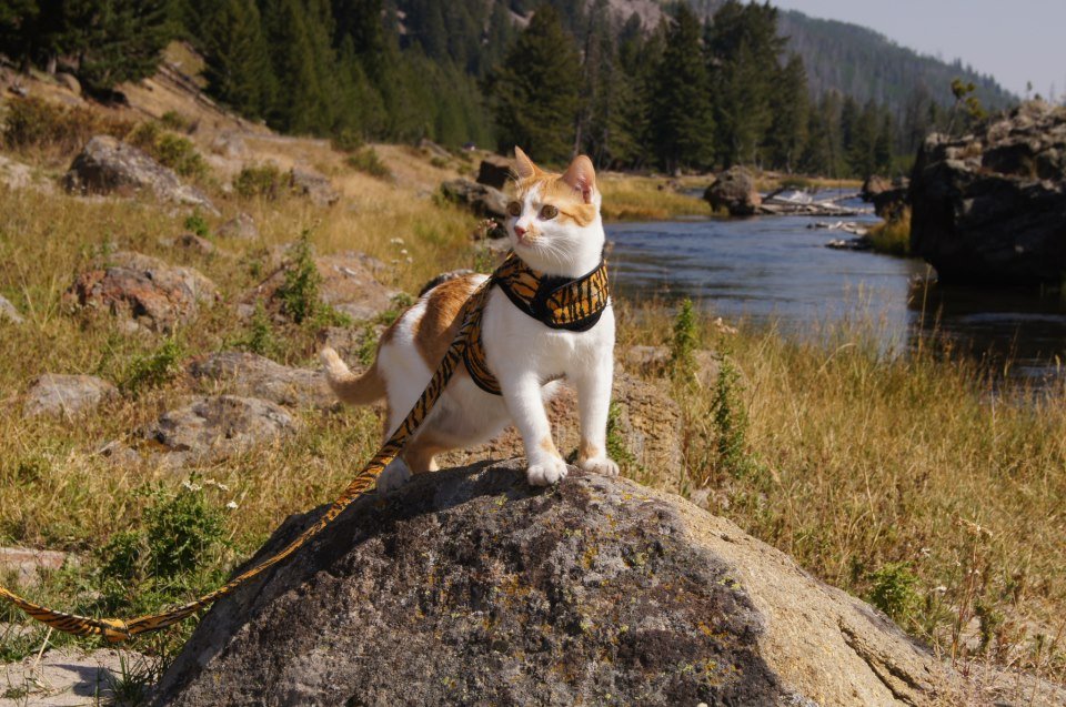 Kitty Holster Cat Harness by Crazy K Farm, product photo 27 of 49