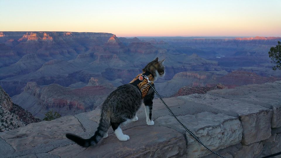 Kitty Holster Cat Harness by Crazy K Farm, product photo 35 of 49