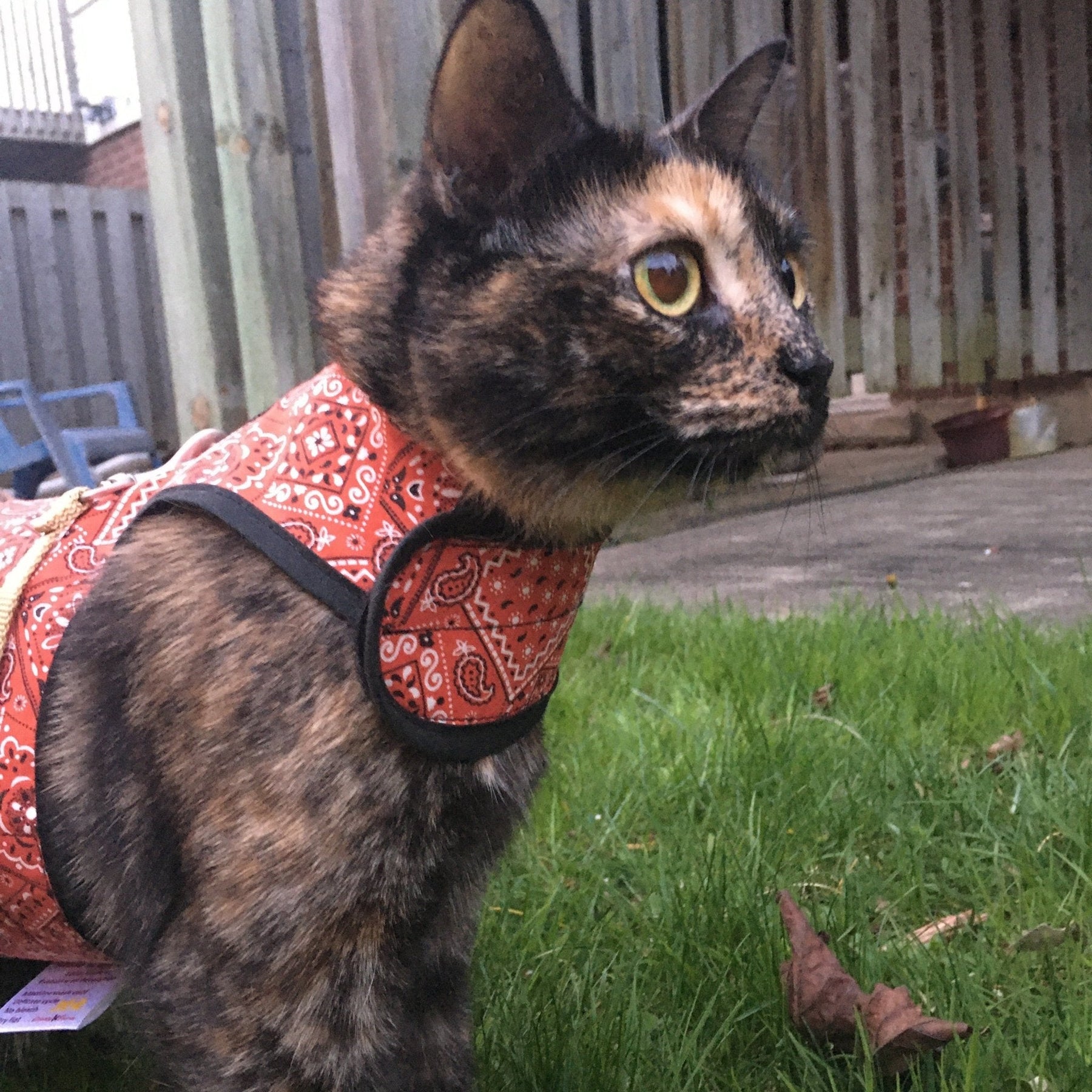 Kitty Holster Cat Harness by Crazy K Farm, product photo 5 of 49
