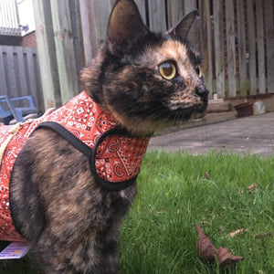 Kitty Holster Cat Harness by Crazy K Farm, product photo 5 of 49