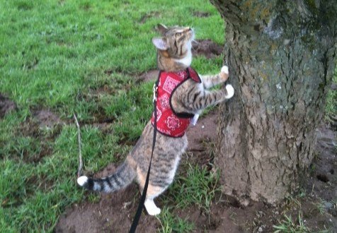 Kitty Holster Cat Harness by Crazy K Farm, product photo 18 of 49