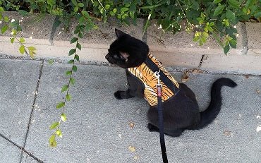 Kitty Holster Cat Harness by Crazy K Farm, product photo 25 of 49