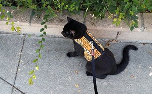 Kitty Holster Cat Harness by Crazy K Farm, product photo 25 of 49