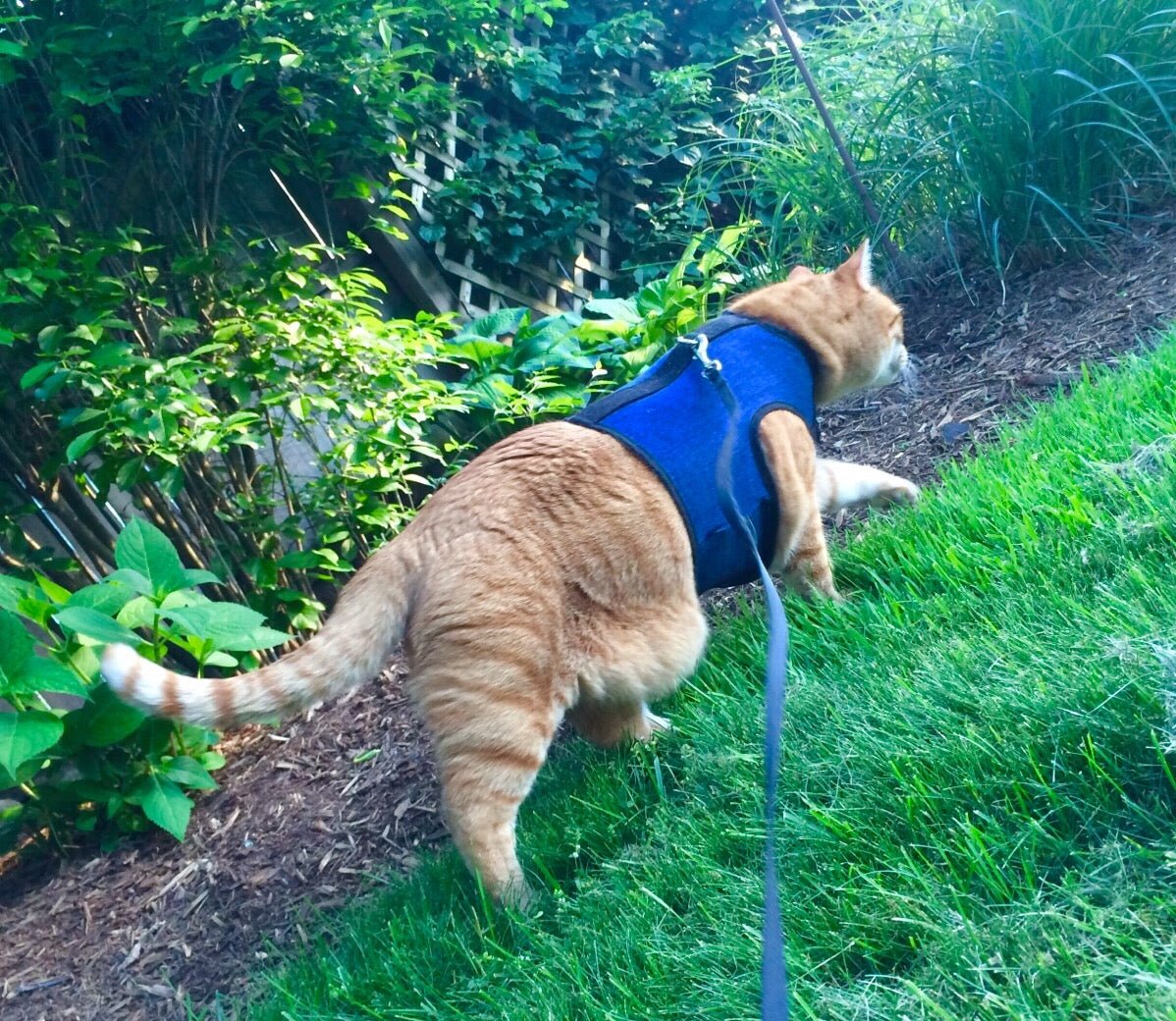 Kitty Holster Cat Harness by Crazy K Farm, product photo 26 of 49