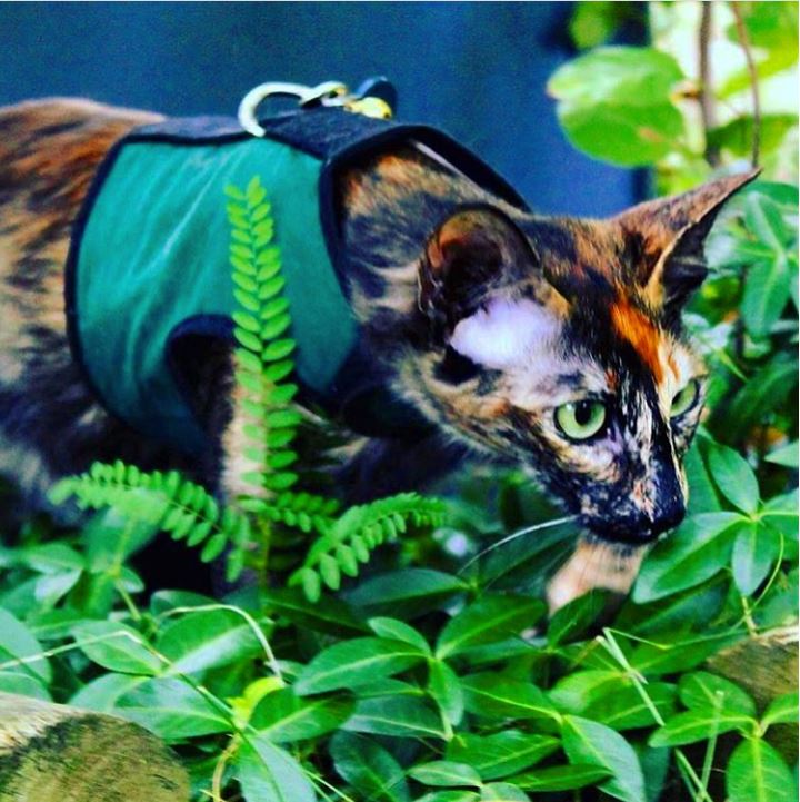 Kitty Holster Cat Harness by Crazy K Farm, product photo 10 of 49