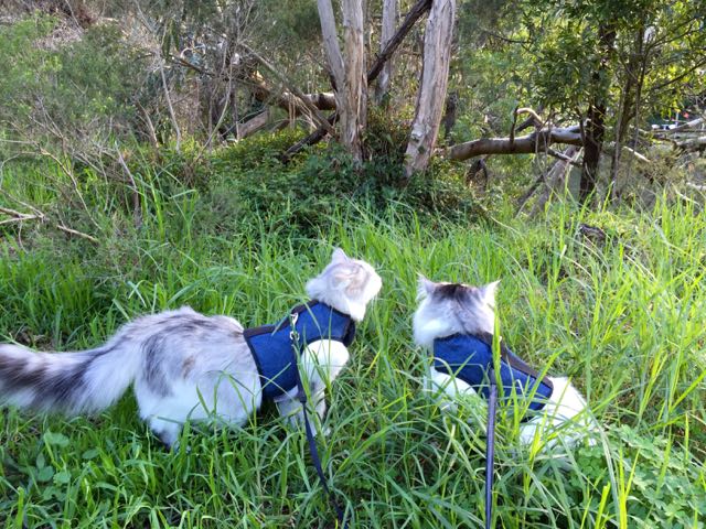 Kitty Holster Cat Harness by Crazy K Farm, product photo 28 of 49