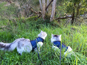 Kitty Holster Cat Harness by Crazy K Farm, product photo 28 of 49