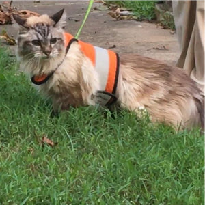 Kitty Holster Reflective Cat Harness by Crazy K Farm, product photo 16 of 26