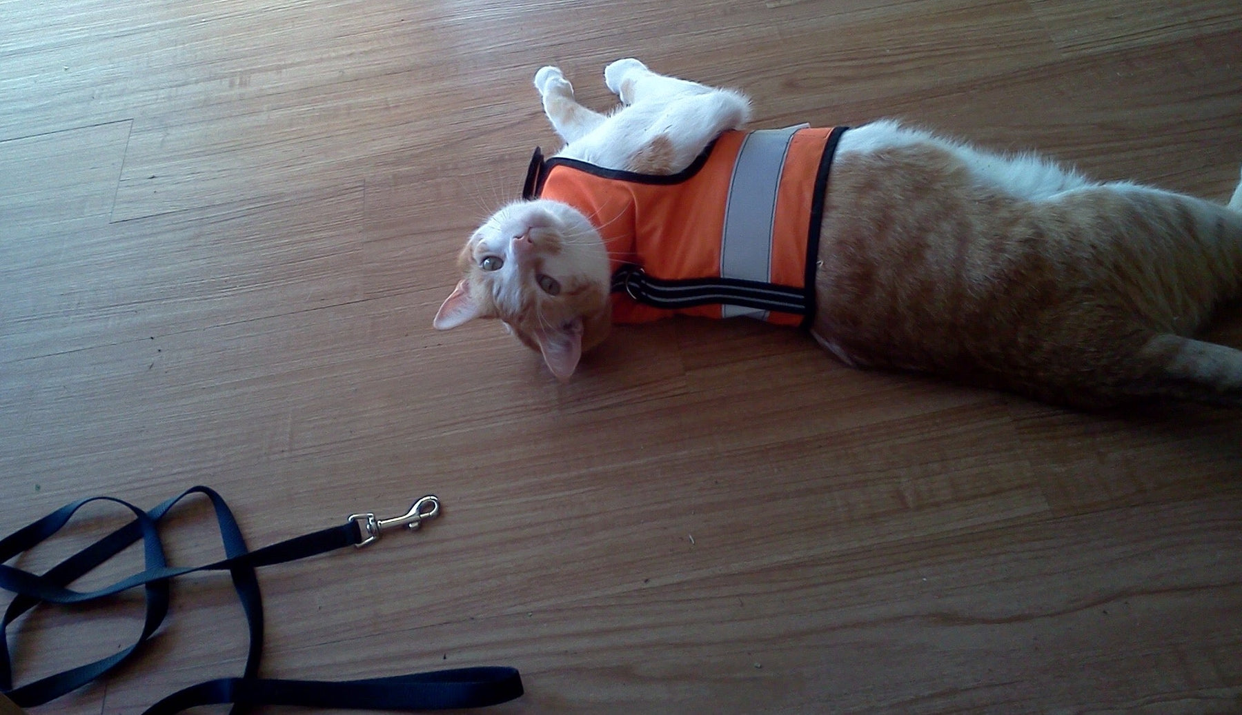 Kitty Holster Reflective Cat Harness by Crazy K Farm, product photo 7 of 26