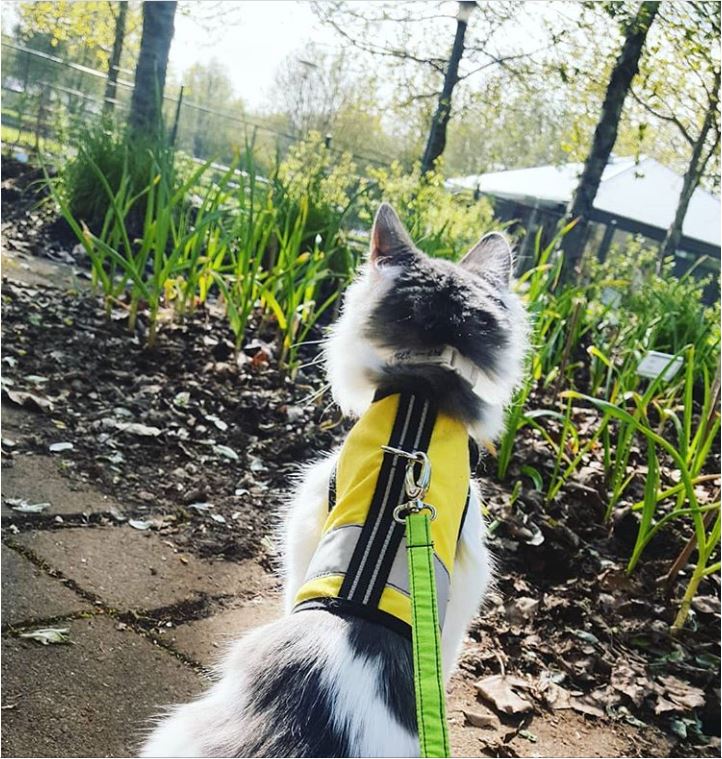 Kitty Holster Reflective Cat Harness by Crazy K Farm, product photo 20 of 26