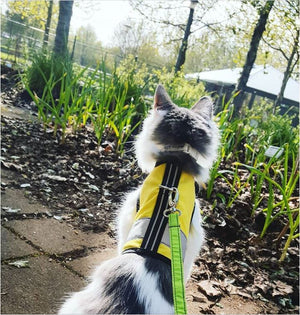 Kitty Holster Reflective Cat Harness by Crazy K Farm, product photo 20 of 26