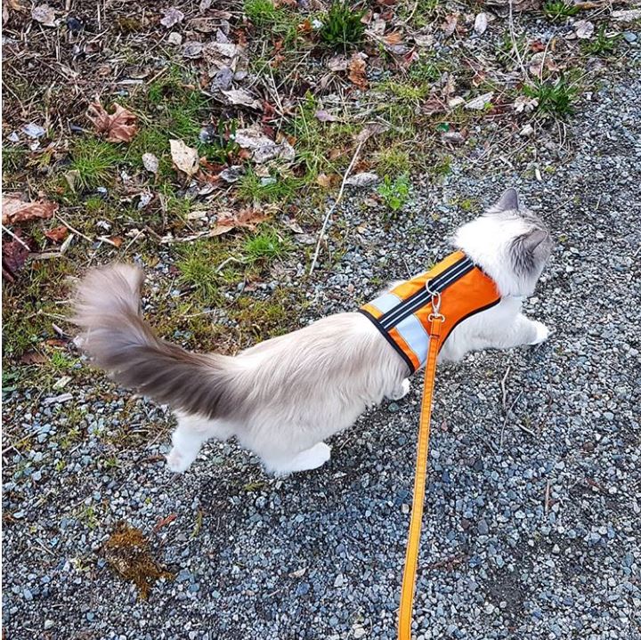 Kitty Holster Reflective Cat Harness by Crazy K Farm, product photo 18 of 26