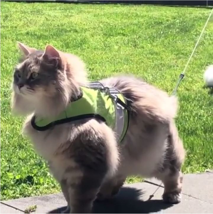 Kitty Holster Reflective Cat Harness by Crazy K Farm, product photo 11 of 26